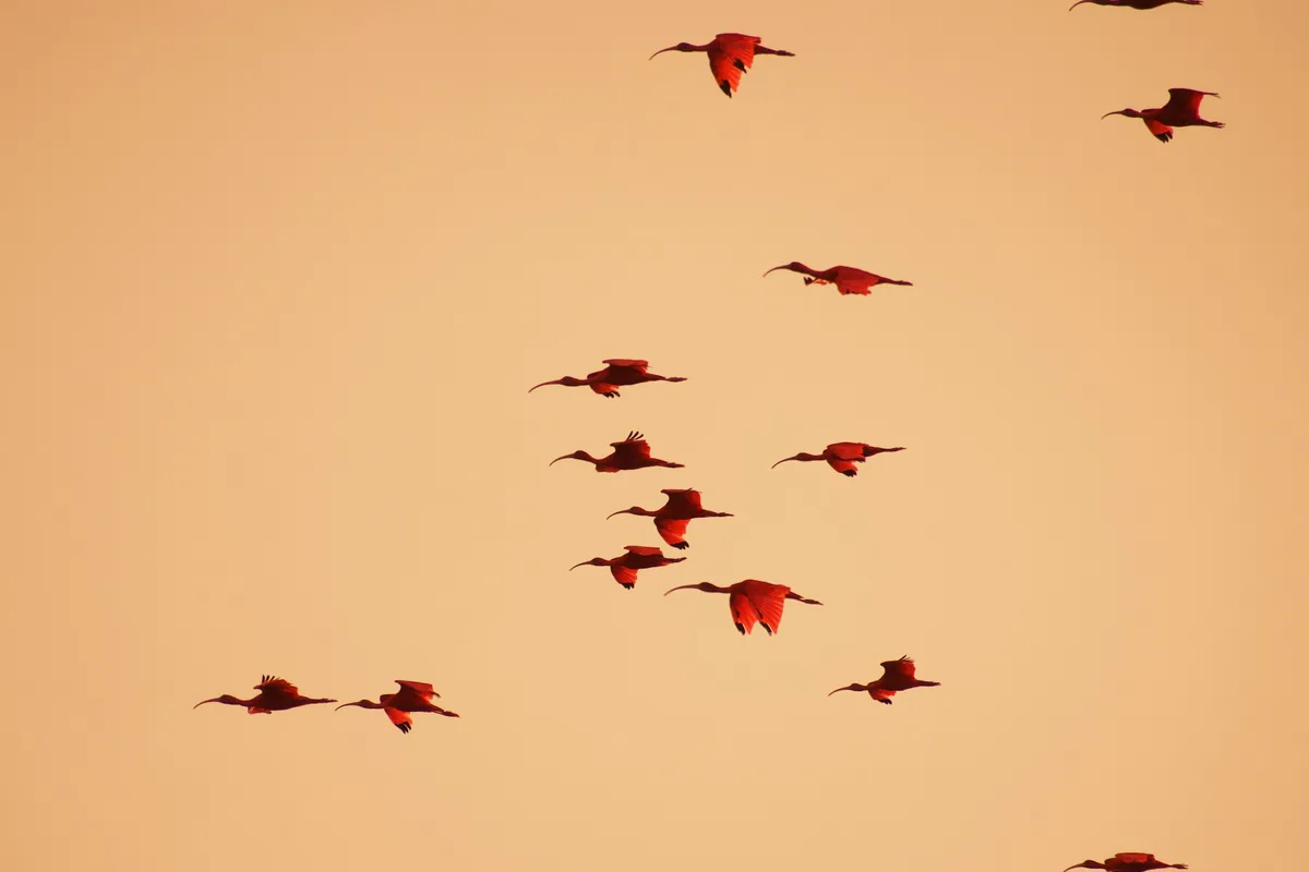 A flock of scarlet ibis flying over Caroni Swamp, Trinidad