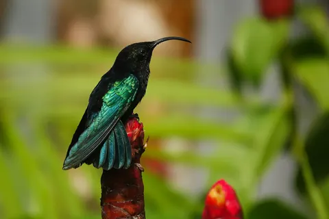 A purple-throated carib hummingbird perched on a red flower in Martinique