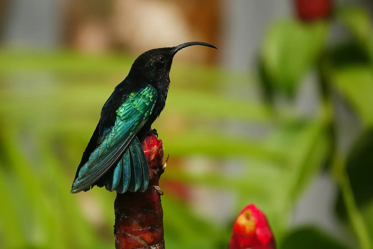 A purple-throated carib hummingbird perched on a red flower in Martinique